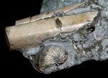 Three Hoploscaphites Ammonites + Baculites #6125-5